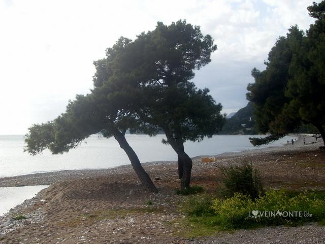 Дерево у моря