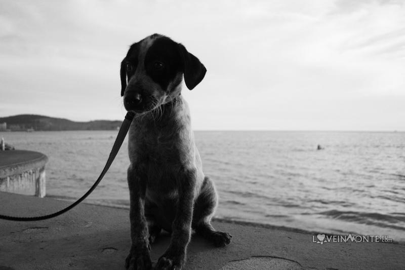 Собака на море