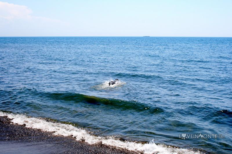Велика Плажа, Сафари, Черногория Ульцинь