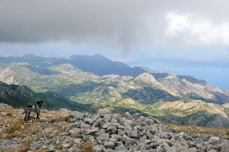 Собака на горе Румия, Черногория
