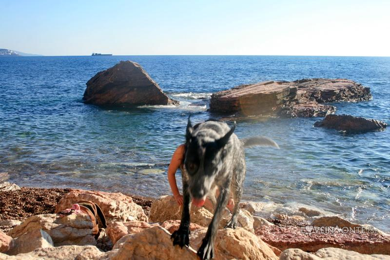На море с собакой
