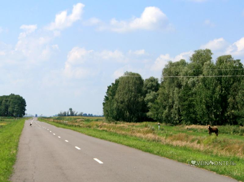 Аист на дороге