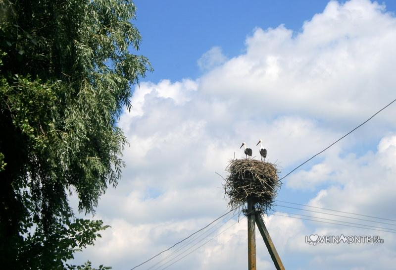 Аисты