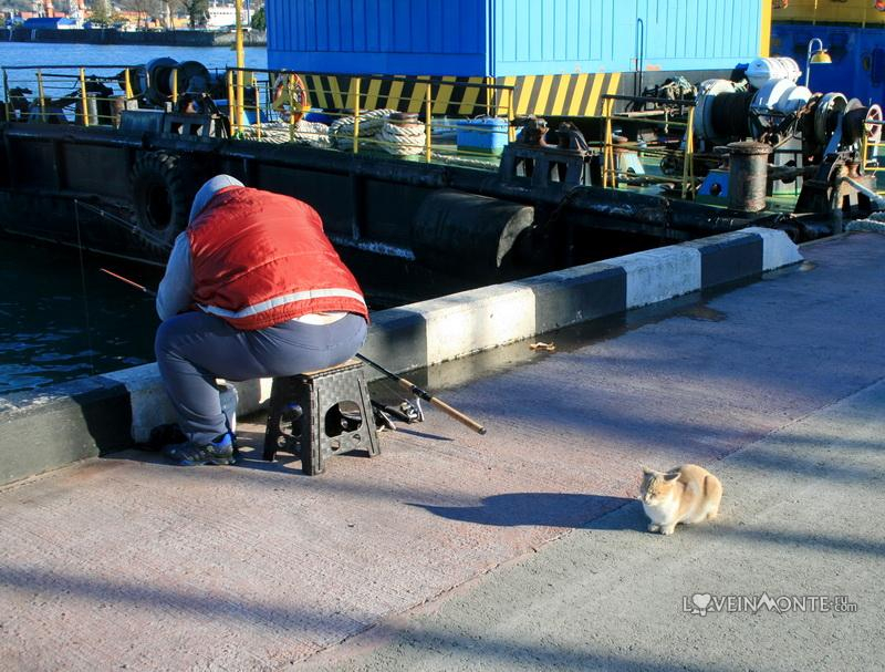 Кот в порту
