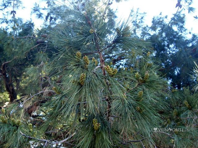 Зеленые шишки