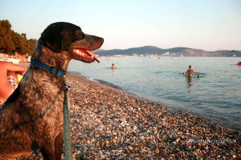 Собака и море