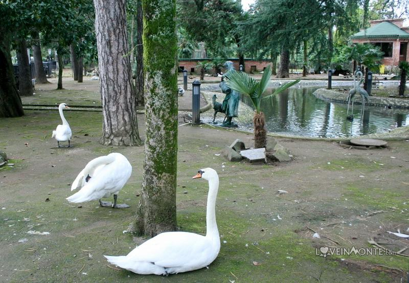 Лебеди в Батуми