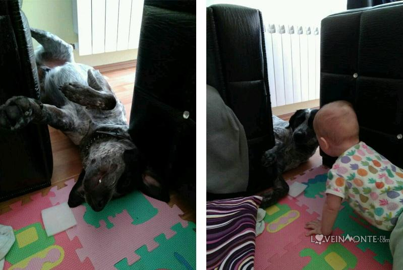 Собака и ребенок