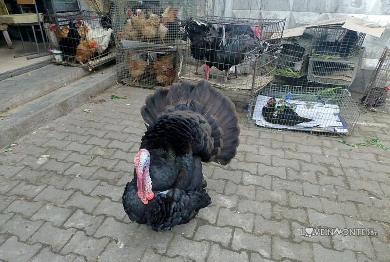 Отдел с живой птицей на рынке Бони