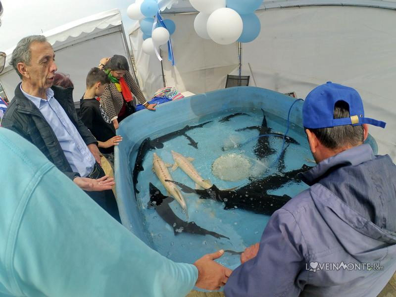Фестиваль местных морепродуктов в батуми