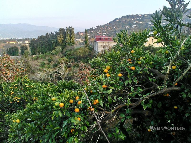 Мандариновый сад