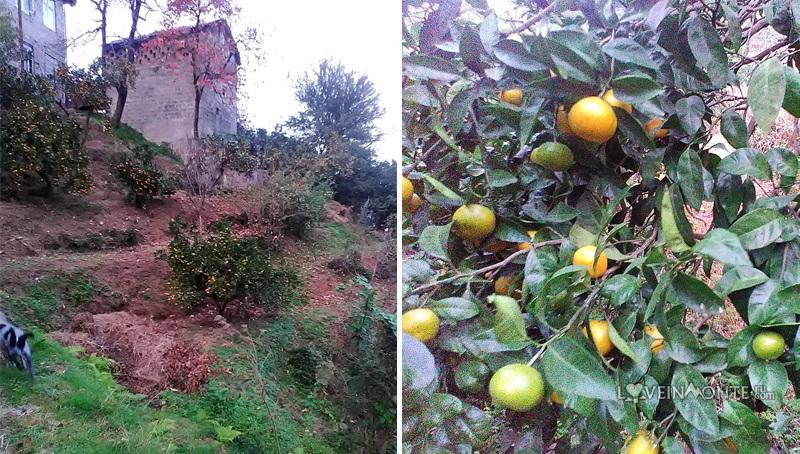 Ахалисопели