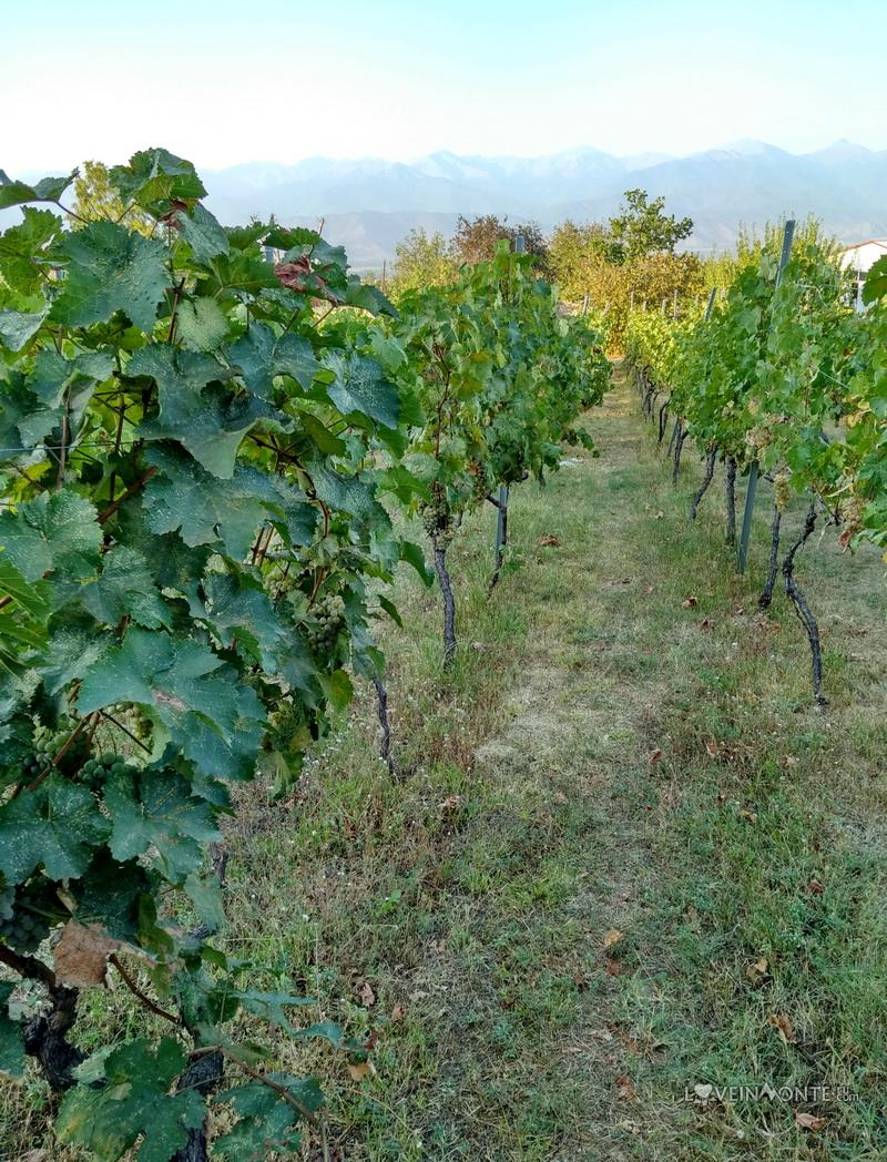 Винодельня Шухманн