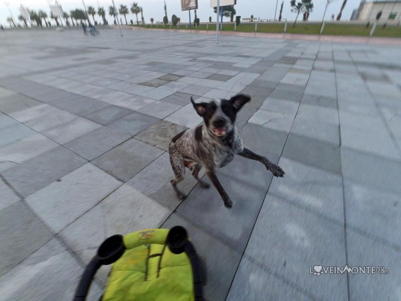 Бастиан в Грузии