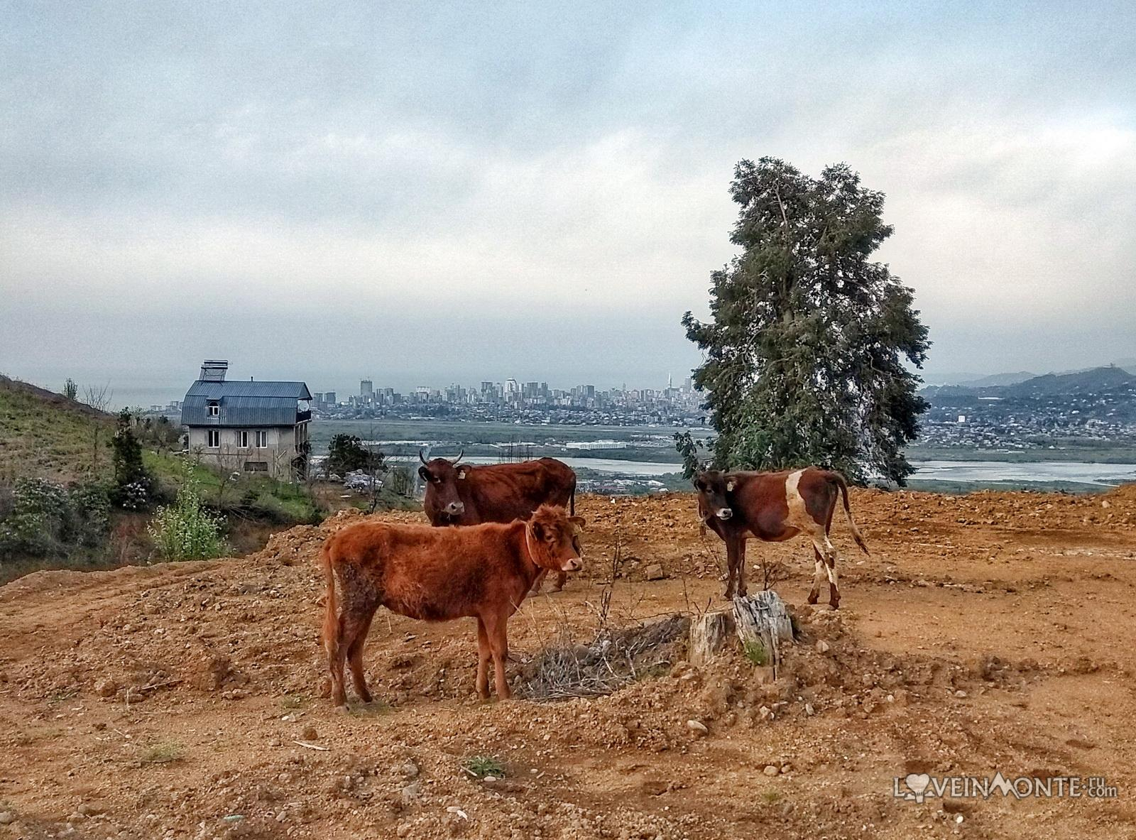 Весна в Батуми