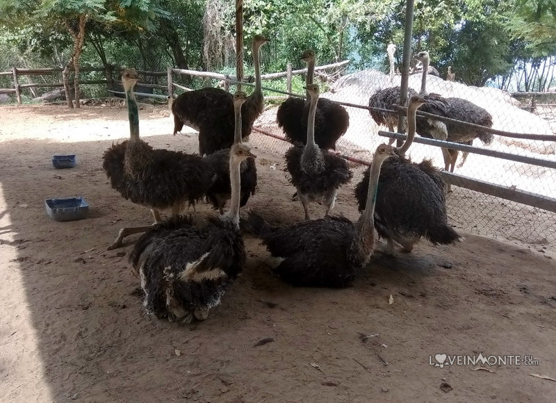 Парк развлечений в Вунгтау