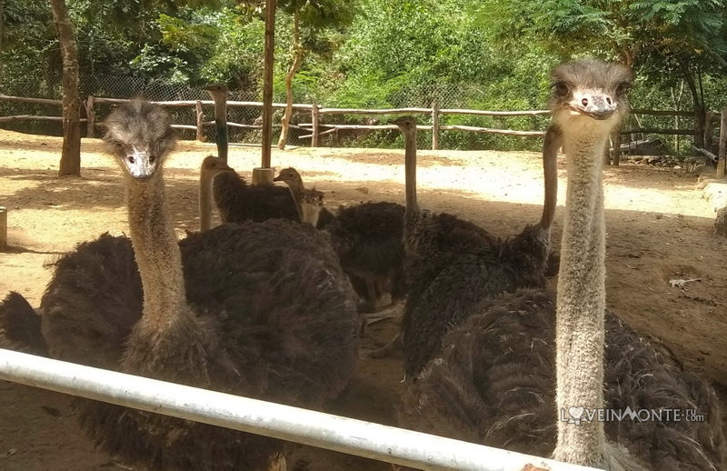 Парк развлечений в Вунгтау