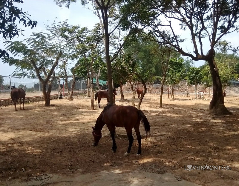 Парк развлечений в Вунгтау