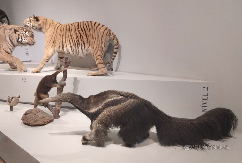 Museu de Zoologia da Universidade de São Paulo