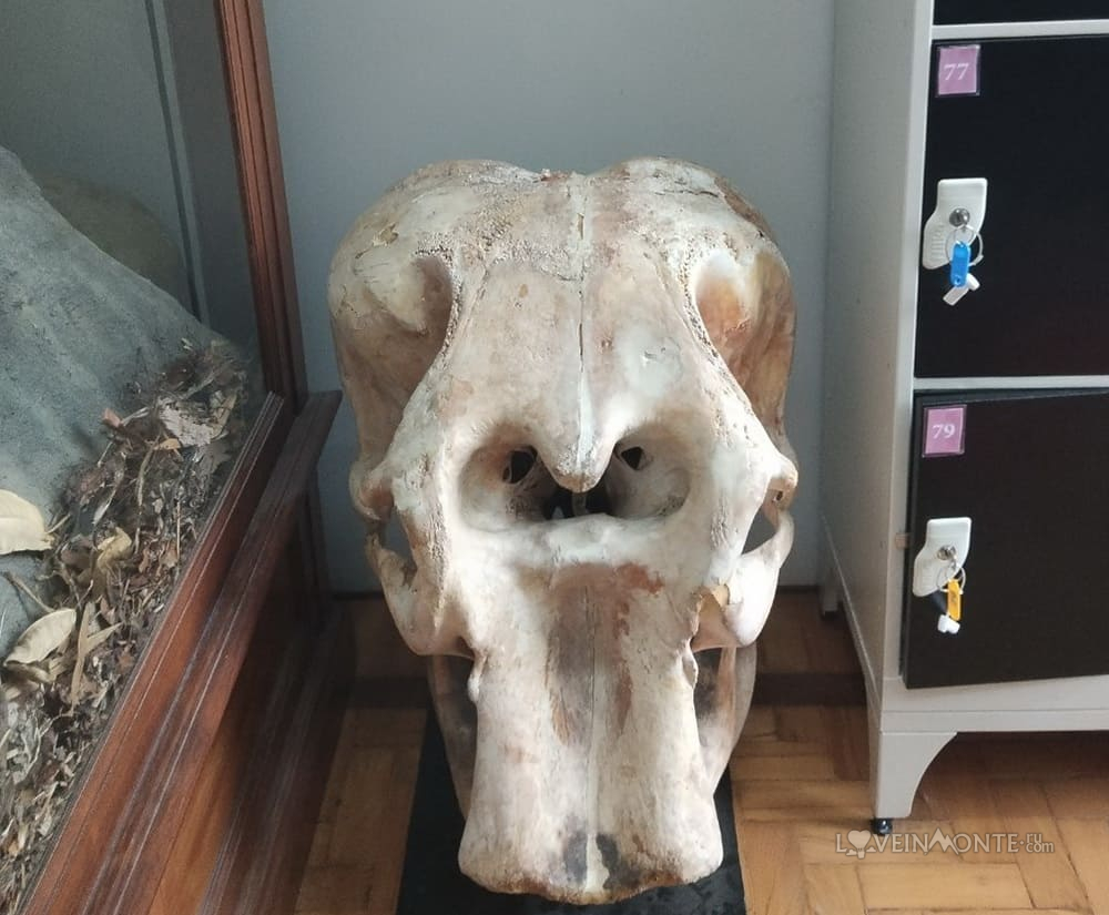 Museu de Zoologia da Universidade de São Paulo